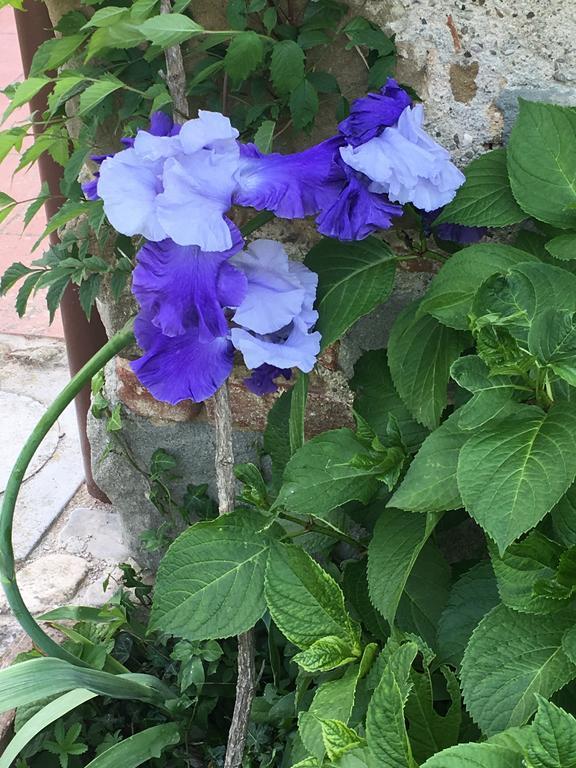 Il Mugello B&B Vicchio Exteriör bild